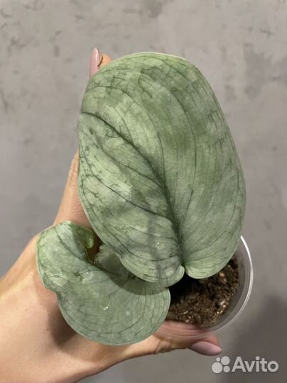 Сциндапсус
