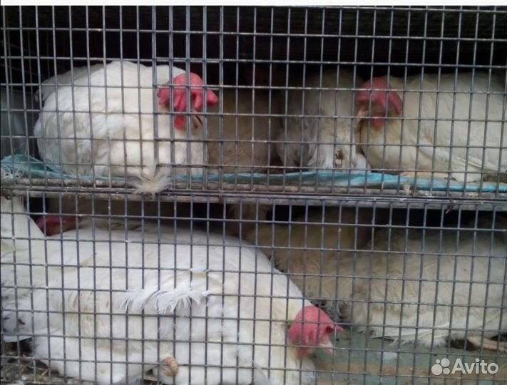 Куры несушки