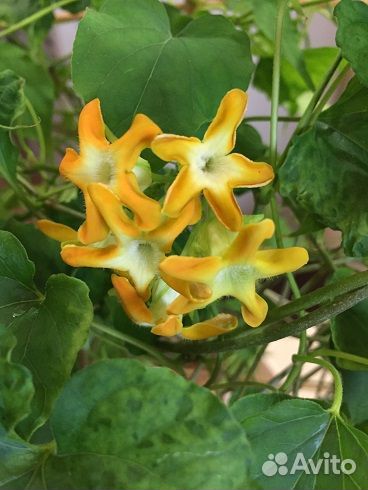 Красивоцветущие лианы и плющ для вашего дома