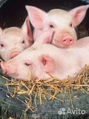 Поросята