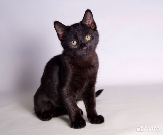 Черные ласковые кошки, коты в добрые руки