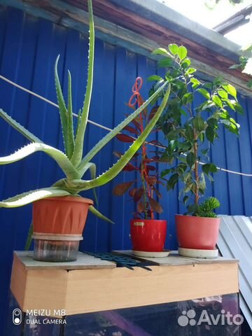 Комнатные цветы Алоэ вера,фикус