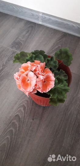 Спатифиллум пеларгония герань денежное дерево