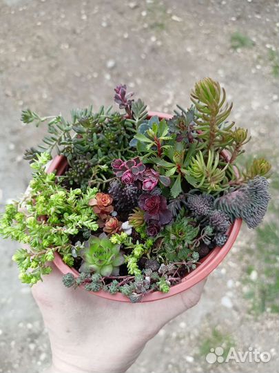Уличные суккуленты зимующие