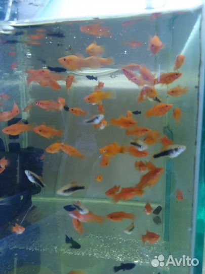 Аквариумные рыбки