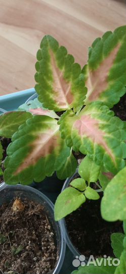 Рассада цветов