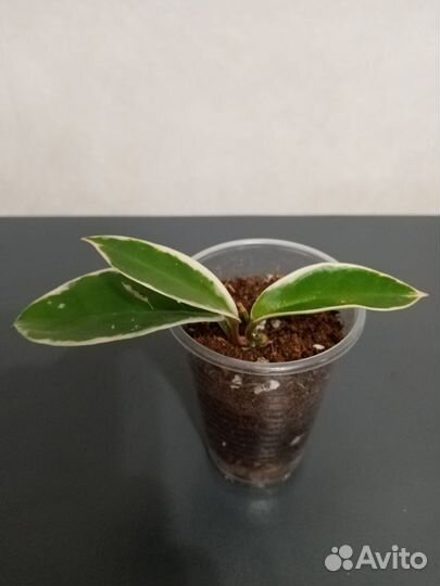 Комнатные растения набором