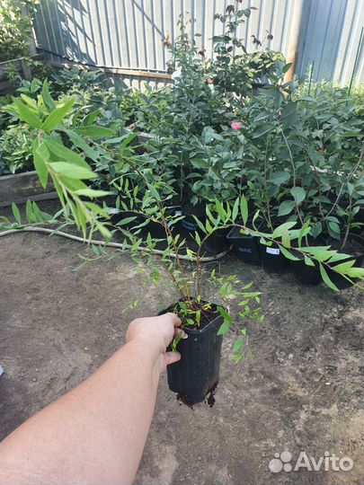 Спирея серая грефшейм