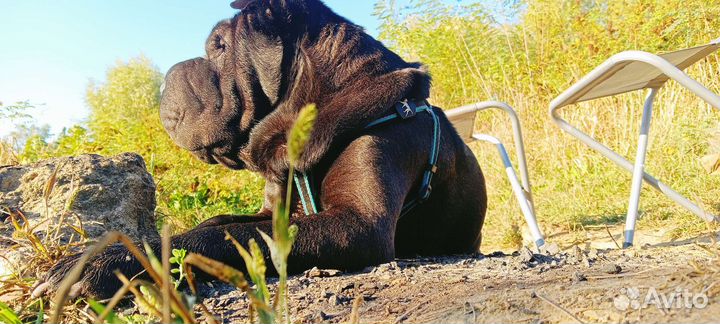 Шарпей вязка