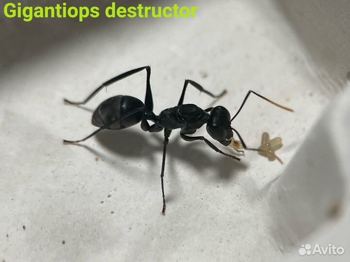 Neoponera, Pheidole, Gigantiops и др