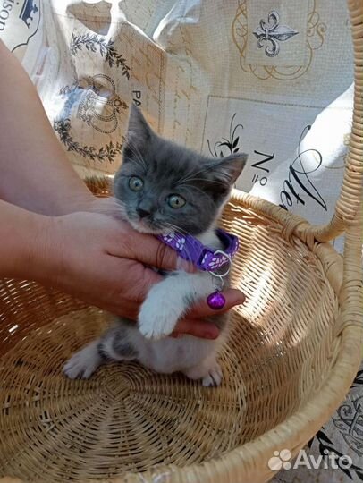 Бусинка ищет дом