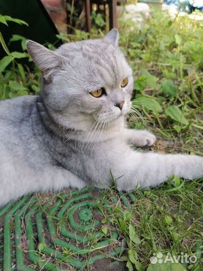 Шотландский кот