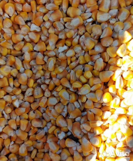 Рожь яровая, Кормовой овёс на корм