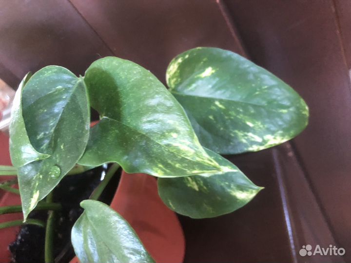 Сциндапсус