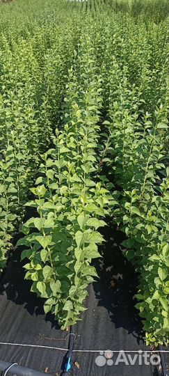 Декоративно- лиственные саженцы