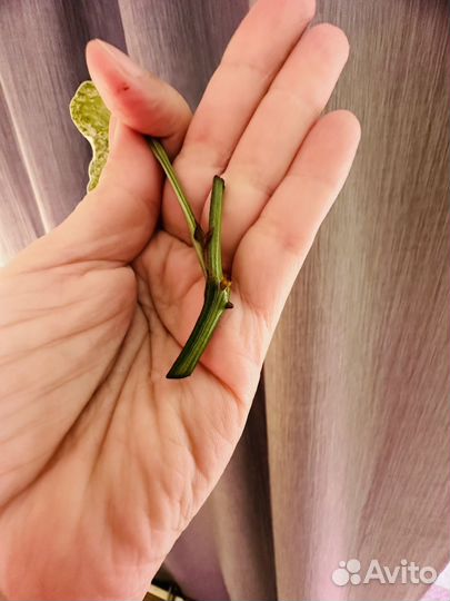 Амидриум минт вар