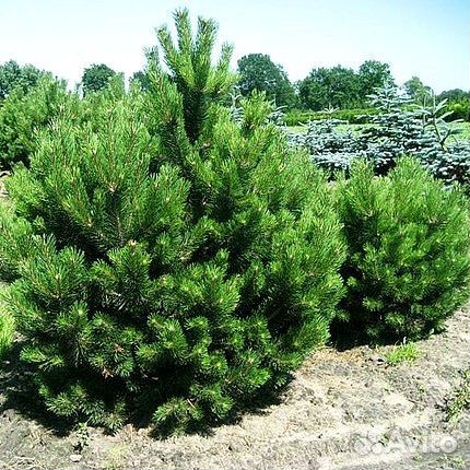 Сосна Крупномер из питомника. Доставка