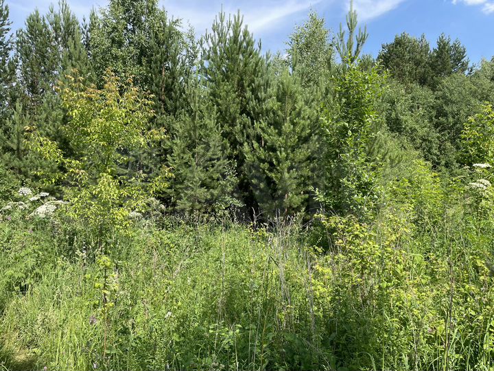 Участок 6,2 сот. (СНТ, ДНП)