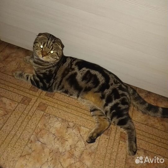 Шотландский кот вязка. Ищет себе невесту