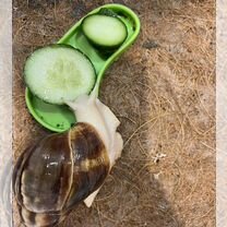 Улитки ахатины