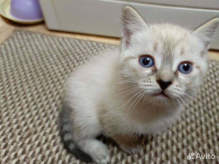 Котенок в добрые руки