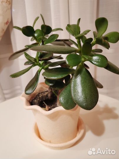 Денежное дерево толстянка