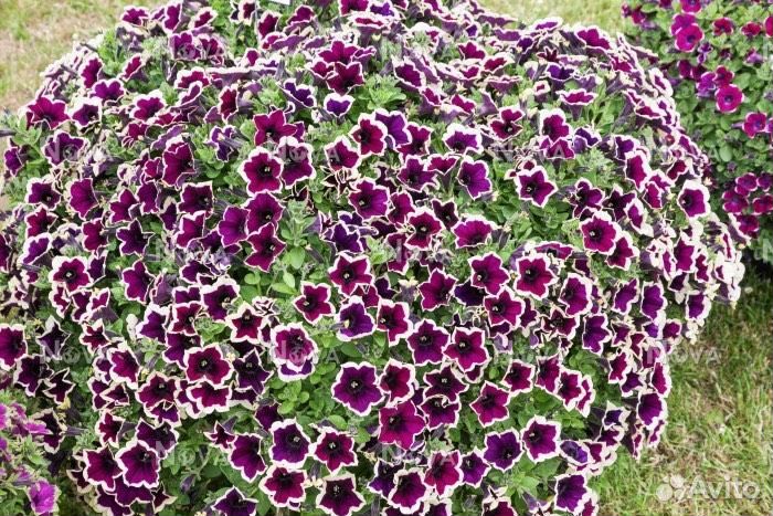 Рассада петунии, калибрахоа, сурфинии И Т.Д