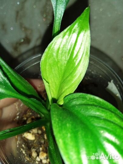 Спатифиллум