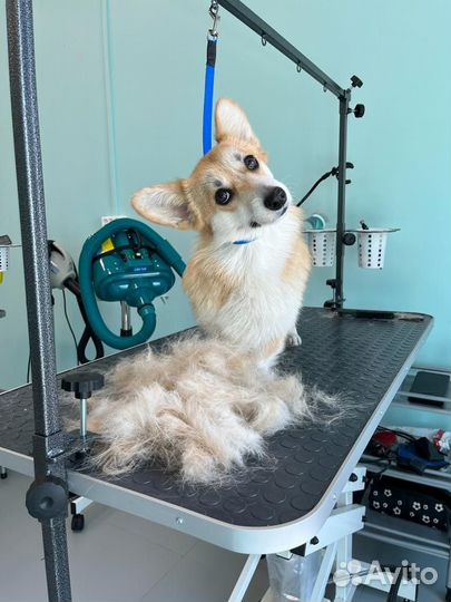 Груминг с любовью для ваших питомцев