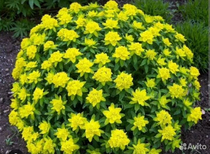 Молочай многоцветковый