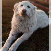 Белая швейцарская овчарка, щенок