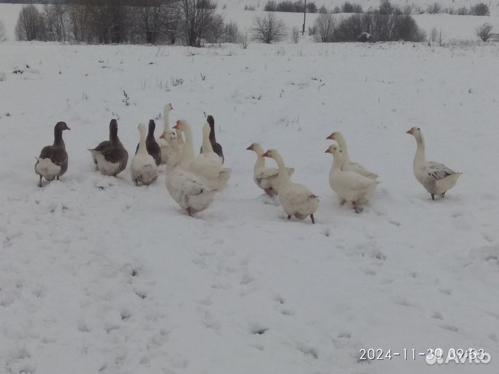 Гуси на мясо. Нет пуха