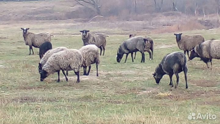 Романовские