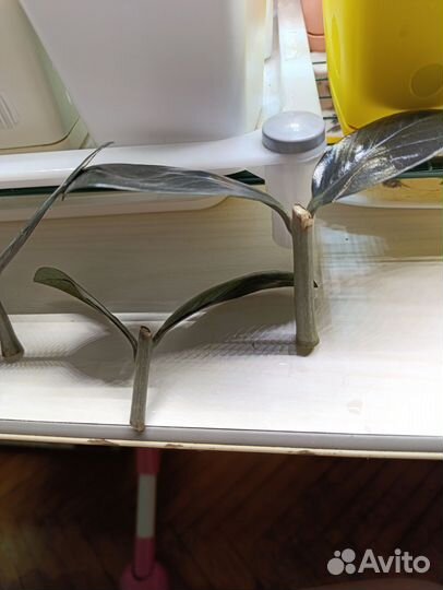 Срез замиокулькас черный raven