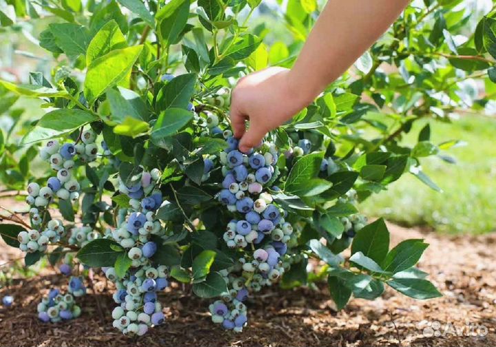 Голубика сорт Торо