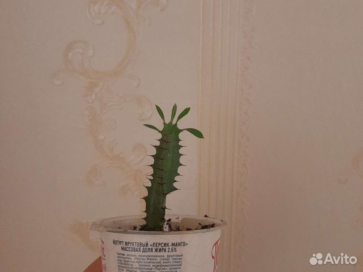 Трёхганный молочай