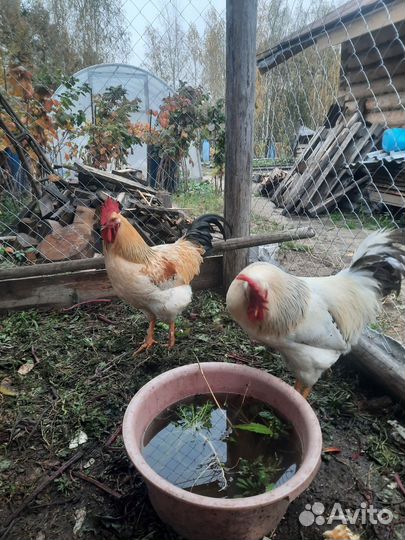 Молодые петухи