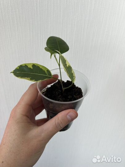 Фикус бенджамина