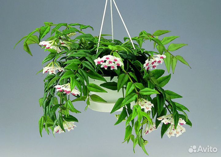 Хойя комнатное