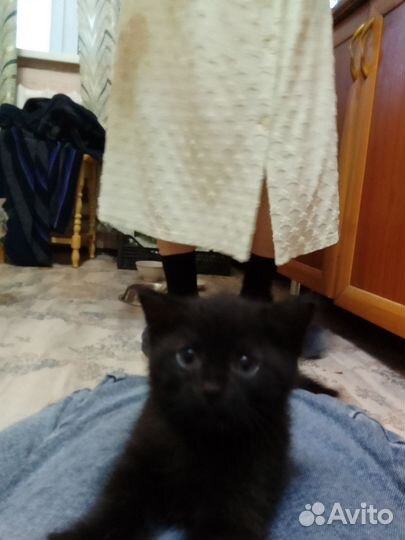 Кошка в дар бесплатно
