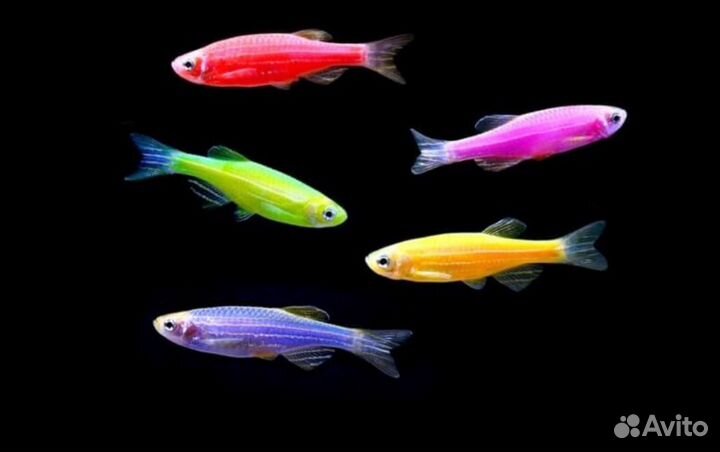 Пресноводные рыбки