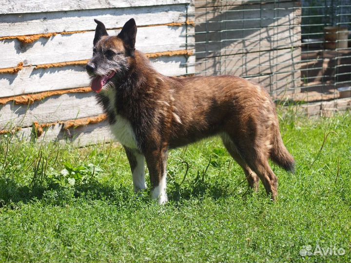 Отдам в добрые руки