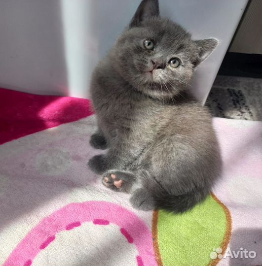 Шотландские котята