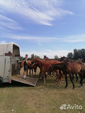 Перевозка лошадей и сельхоз животных
