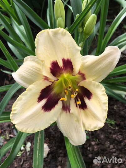 Лилии и лилейники