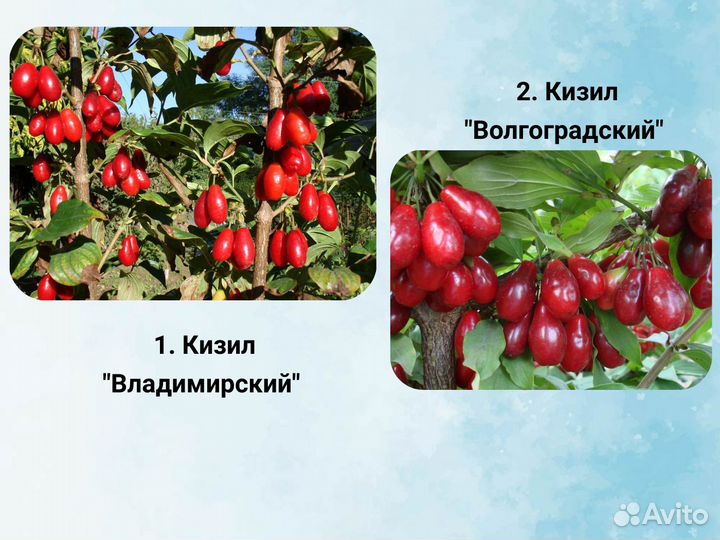 Саженцы кизила, Кизил