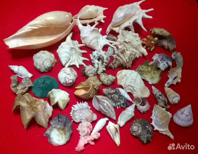 Морские ракушки раковины пакетом 41шт