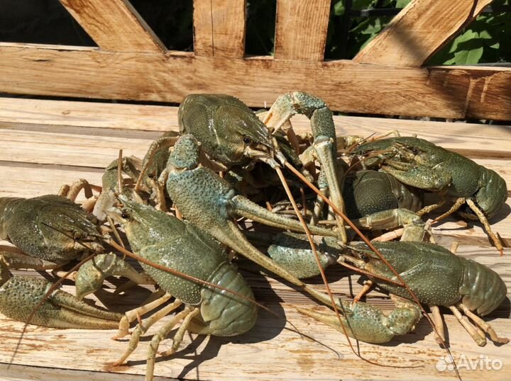 Раки живые и вареные