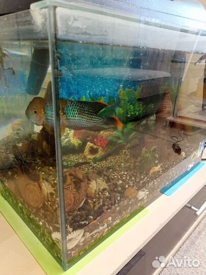 Аквариум