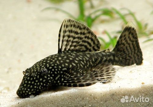 Рыбки, улитки